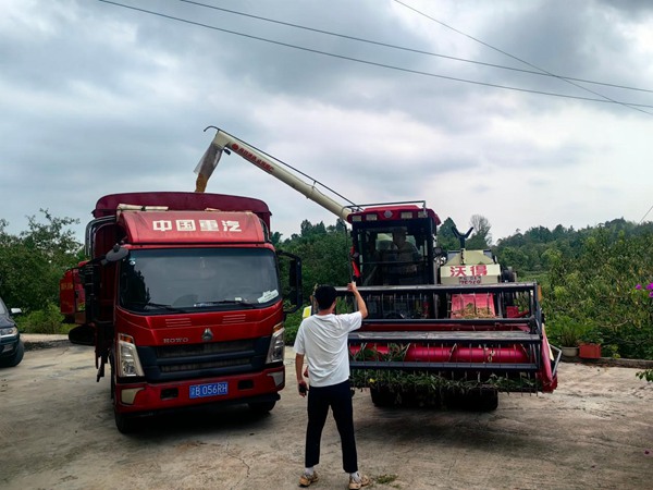 铜梁插腊村，技术员正在指挥收割机将粮食转往运输车。彭韦摄